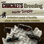 banner-crickets-breeding-made-simple-336×336