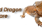 bearded-dragon-logo-300×100