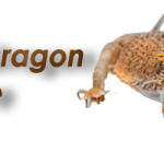 bearded-dragon-logo-600×200